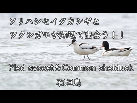 【ASMR 波の音 】ソリハシセイタカシギとツクシガモが海辺で出会う！！Pied avocet＆Common shelduck