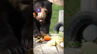 Tiada kawasan baharu perladangan dibuka, lindungi hidupan liar