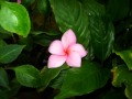 Flores de mi Jardin