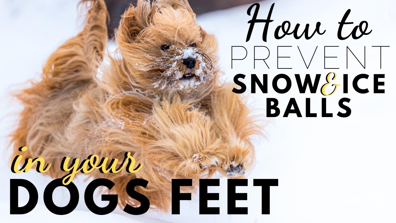 how-to-prevent-snow-and-ice-balls-in-your-dogs-feet-youtube