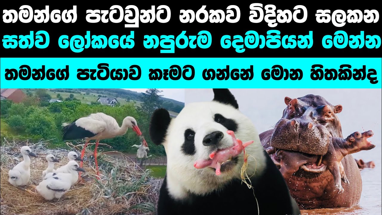  Worst Animal Parents YouTube