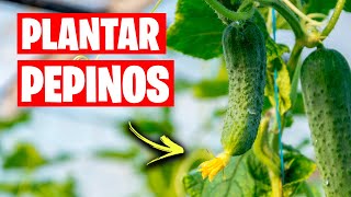 Como Plantar Pepinos en el Huerto o Jardín  ¡Cultiva Toneladas de Pepinos! | La Huerta de Ivan