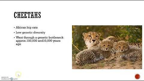 University of New England Bio 105 Lab Exercise 8: Genetic Drift a Tale of Two Kitties