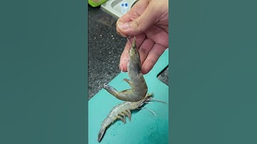 Tôm tươi ngon thường sẽ cong hay thẳng, cùng tìm hiểu qua clip này nha