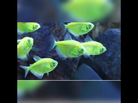 صور اسماك