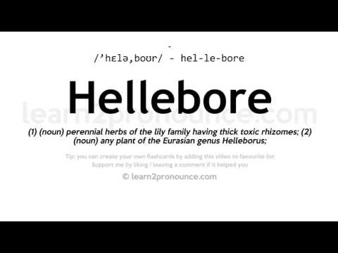 Vídeo: Hellebore Negre