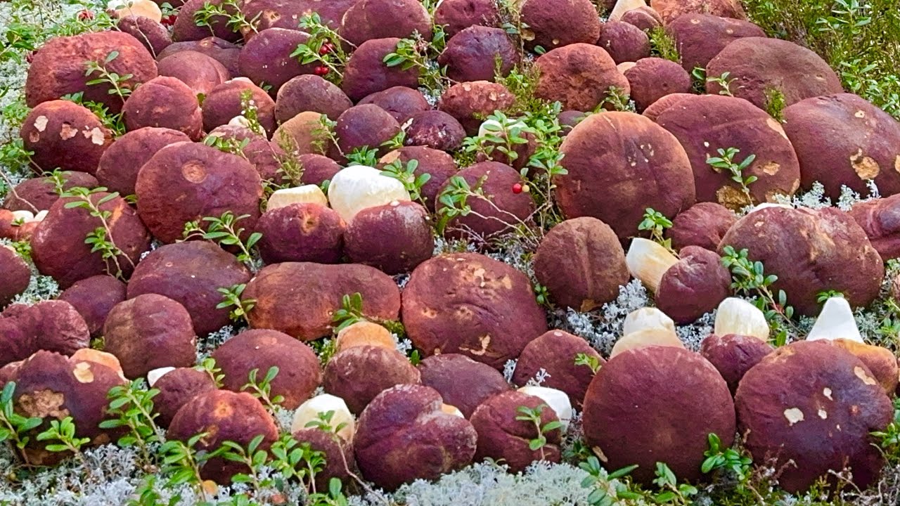 БЕЗ КОММЕНТАРИЕВ! Сказочная Карелия 2024 БОРОВИКИ КРУГОМ! Белые Грибы НА КАЖДОМ ШАГУ! Пошли ПОЛЯНАМИ