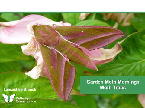 Moth Traps  Butterfly Conservation