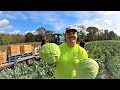 We had a great day on the vegetable farm.