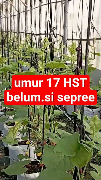 unur 17 hst belum.di semprot