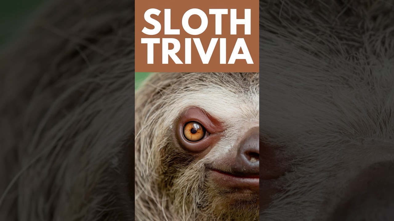 I Never knew Sloths Where This IMPORTANT