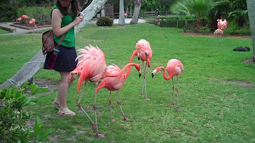 Do flamingos attack humans?