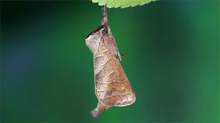 Clostera anastomosis moth -  Rostbrauner Rauhfußspinner, Wzjeżka wieszczyca