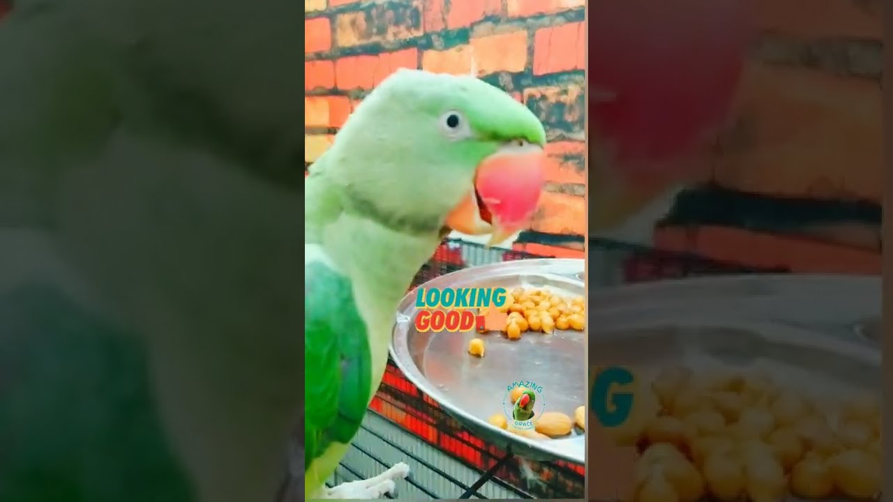 Rio's Breakfast @ 9am, What Should The Alexander Parrot Eat For Breakfast? Healthy Diet!