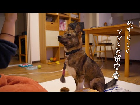 体調不良のママとチャーリー、二人っきりのお留守番の巻（保護犬の成長記録）
