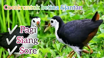 suara pikat burung wak-wak ampuh & akurat