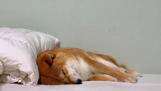雨の日曜日のんびりライブ配信