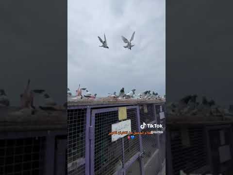 ٢٥ يناير ٢٠٢٥