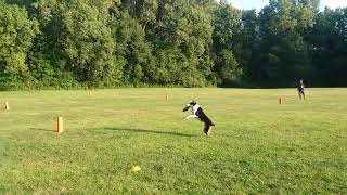 K9 Toss and Fetch League - 08/22/18 - Round 1 of 2 - 30 Total Points - Handled by Frank