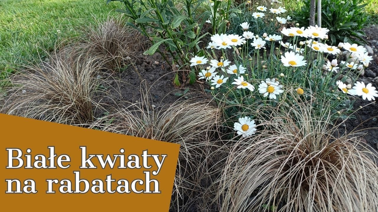 BIAŁE KWIATY NA RABATACH 💮 💮 💮 JAK KWITNĄ BRATKI W CZERWCU