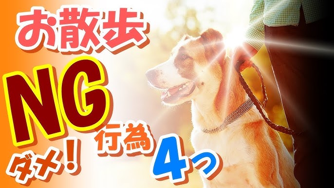 超必見 愛犬の撫でて喜ぶ場所と嫌がる場所を要チェック Youtube