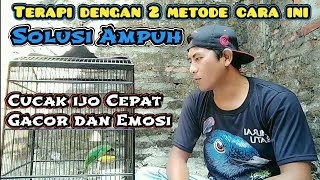 Lakukan 2 cara ini ‼️ Merangsang Cucak ijo cepat Gacor dan fighter