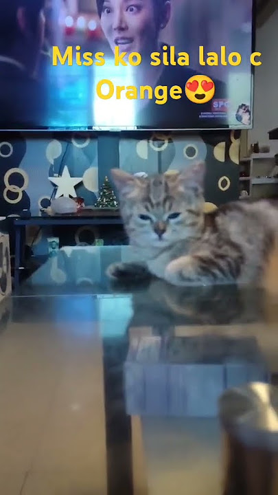 #cats #catshorts #catlovers #shortvideo