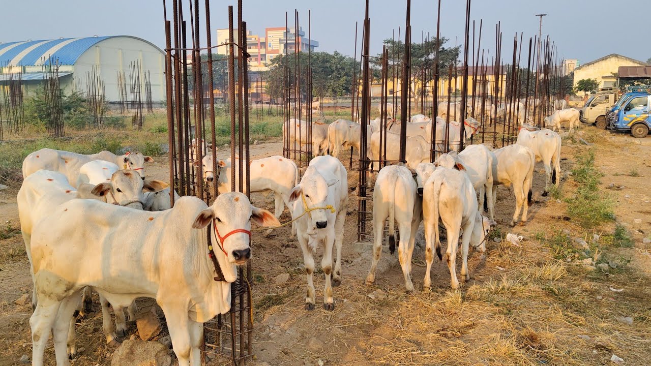 Sunday Market #kodada #ongolebulls #milkteethbulls #largest bulls Market in telangana 