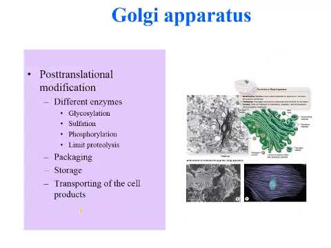 شبکه آندوپلاسمی صاف و دستگاه گلژی
