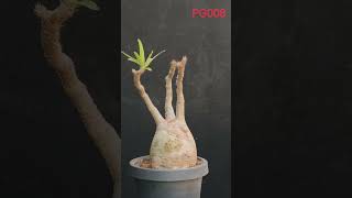Ahead Thailand Pachypodium Glacilis Pg008 A Masterpiece Of Natural Sculpture