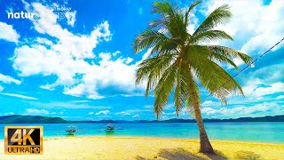 Beautiful Palawan Philippines Beach Ambient Relaxing Nature Sounds in Tropical Paradise screenshot 4