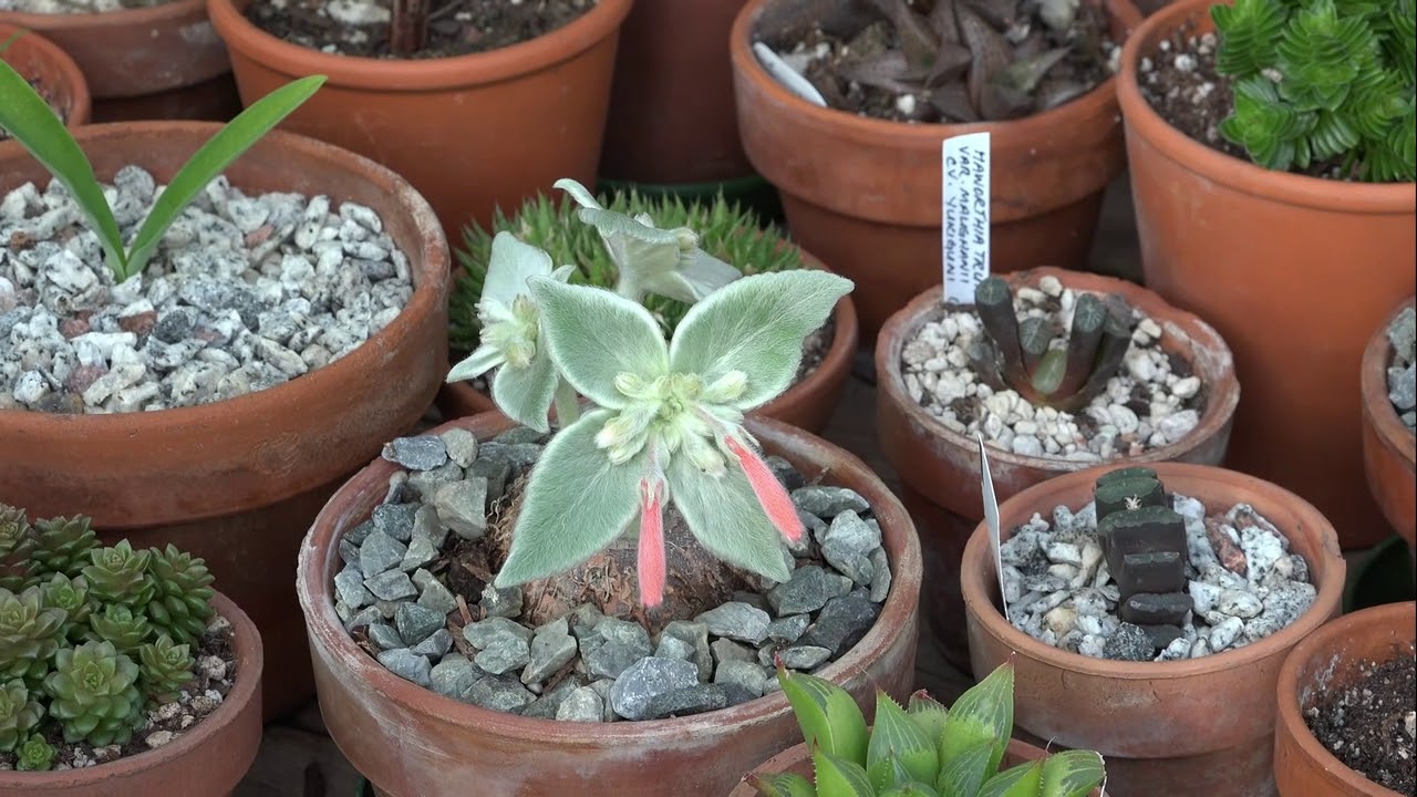 Sinningia leucotricha