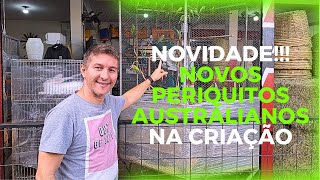 NOVO PERIQUITOS AUSTRALIANOS NA CRIAÇÃO. É FACE AMARELA