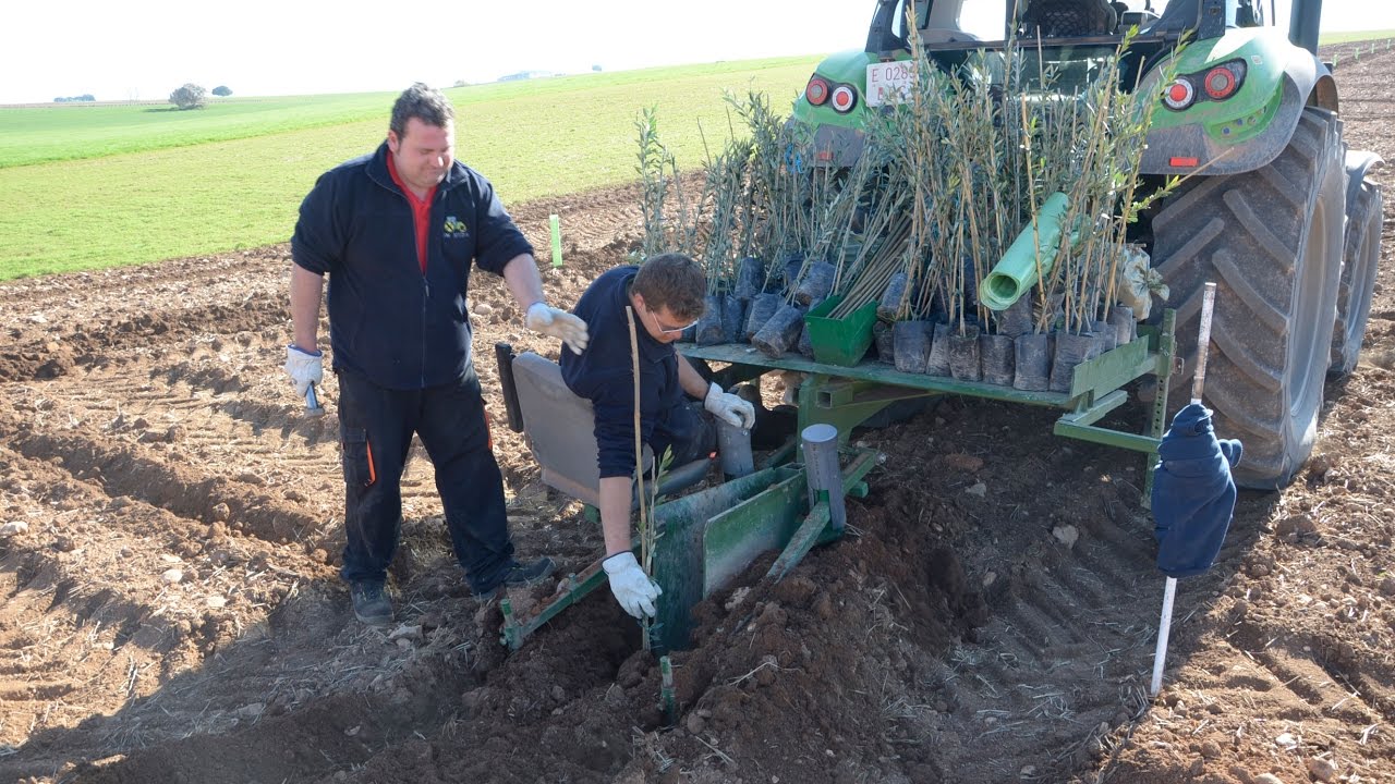 🫒🫒Plantando olivas picual con autoguiado por GPS