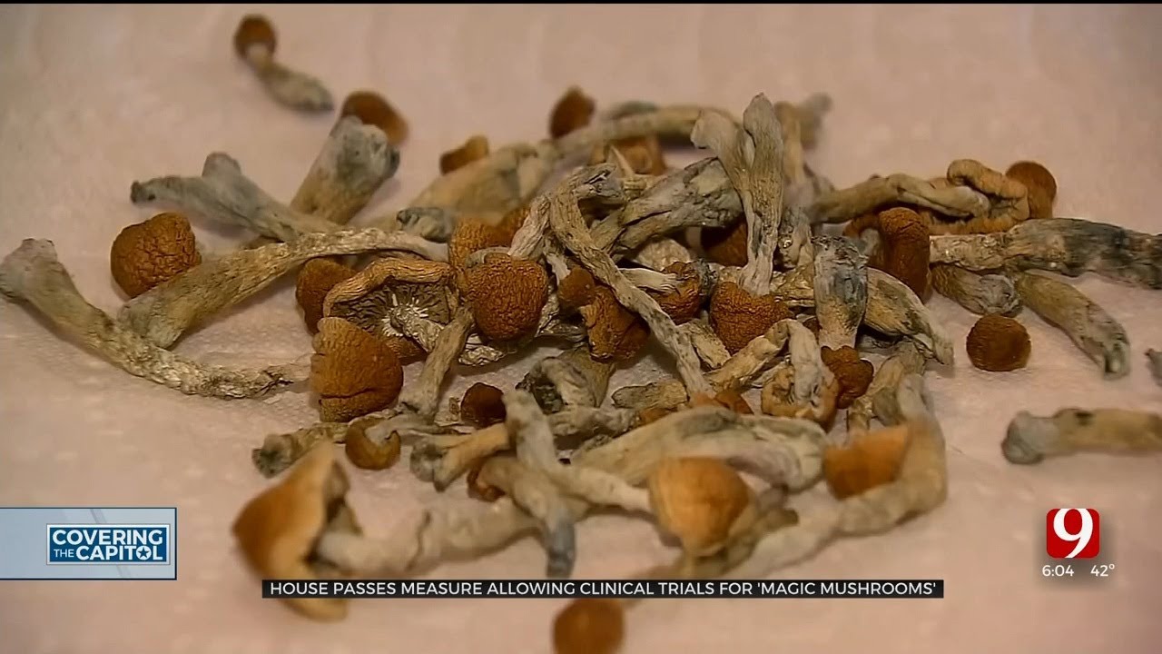 Oklahoma Lawmakers Consider Legalizing Psychedelic Mushroom Research