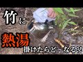 竹に熱湯を掛けたらどーなる?!