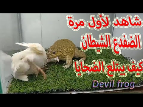 #-frog شاهد الضفدع الشيطان وهو يبلع الكائنات الحية