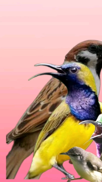 kumpulan masteran burung kecil buat murai #kicaumania #burung