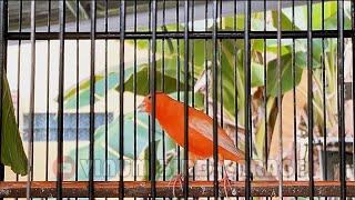 Suara KENARI Merlok gacor ngeroll panjang , PANCINGAN KENARI LAIN IKUT BUNYI #16