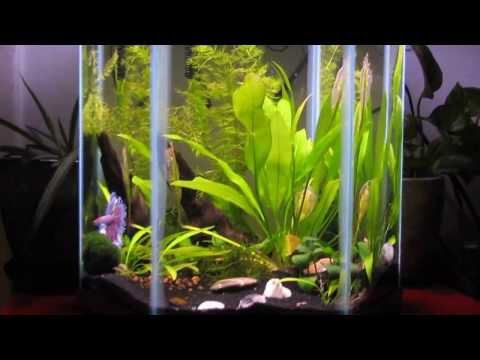 ten gallon hexagon planted