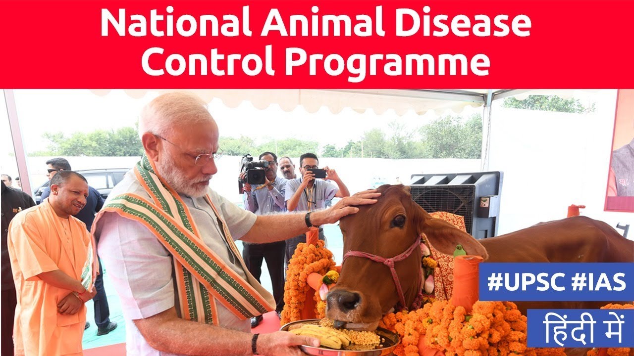 PM Modi launches National Animal Disease Control Programme, Aims to ...