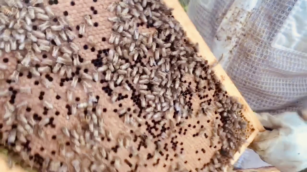 Sostituzione di telaietti vecchi all’interno dell’arnia 🐝❤️🧑🏻‍🌾