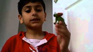 The Zinedine Dinosaur Show: Ceratopsians
