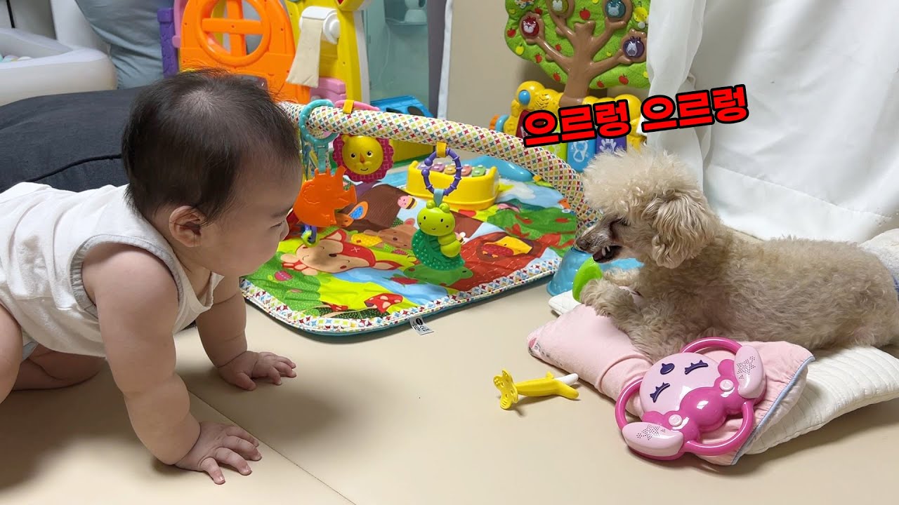 강아지가 처음으로 아기한테 화를 냈어요..