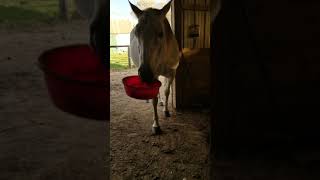 Horse picks up food dish like Snoopy