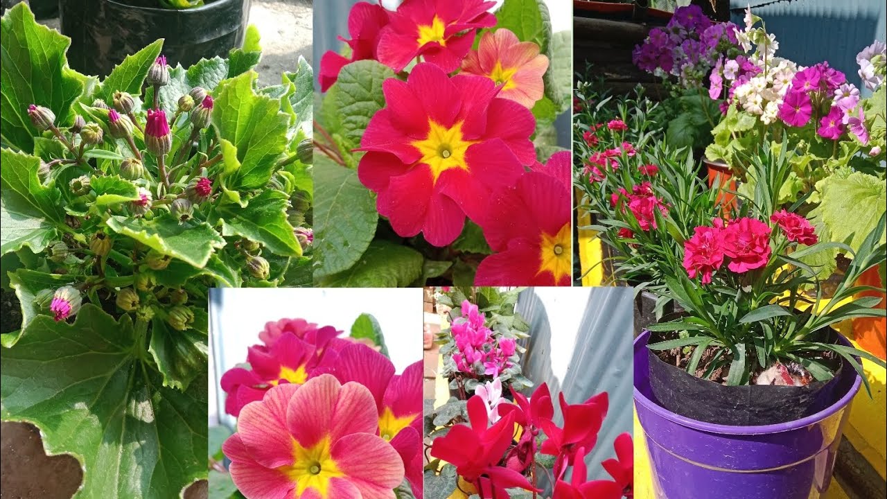 Winterflowers###home gardening 🏡🏡,🪴🌸 Nature beauty ## 