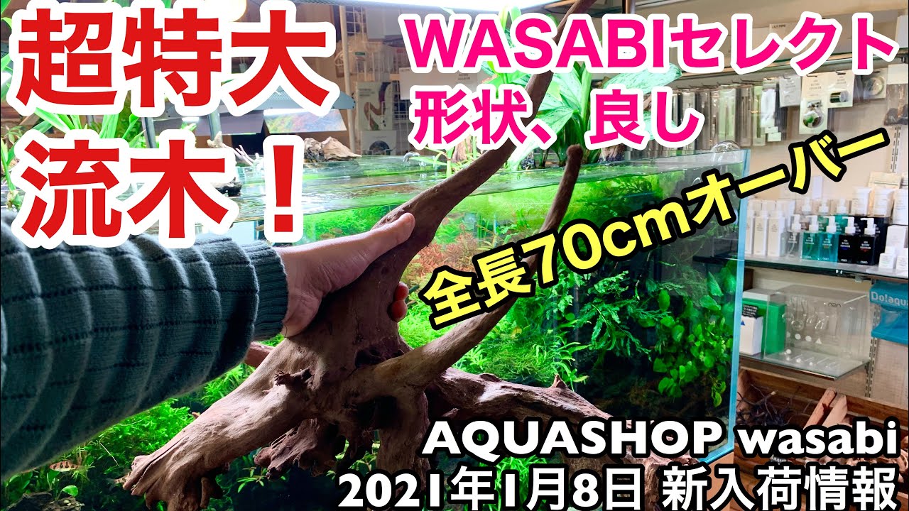 水草レイアウト用の特大流木、1本ずつお見せします！AQUASHOP