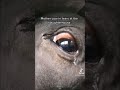 Mother Cow in tears at the Slaughterhouse #live #plantbased #go #vegan #Animals want to live, too