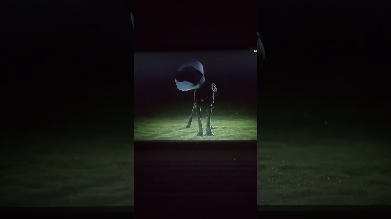 Strays 2023 Drunk Dogs scene