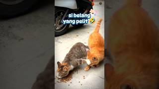 si belang yang pelit 🐱 #kucing #kucinglucu #cutecat #cat #oyen #gemoy #short #kicaumania #funny